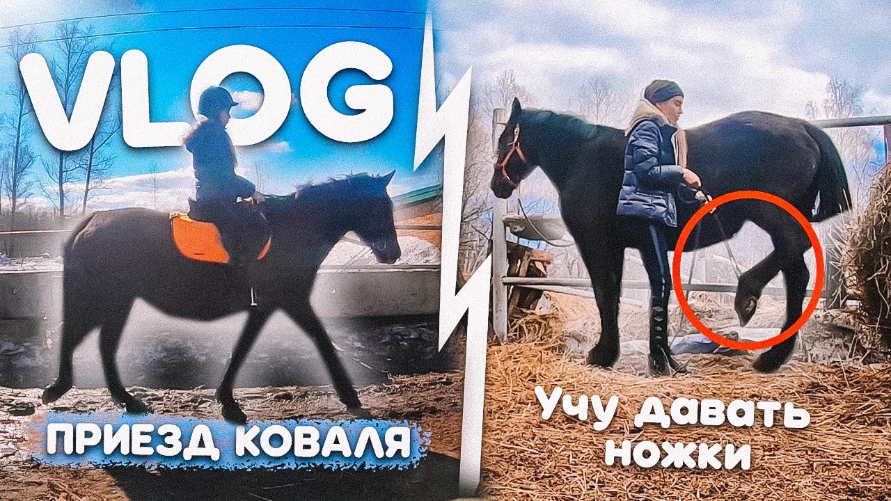 VLOG 2 дня на конюшне! РАСЧИСТКА КОПЫТ Мартини, Учу Давать Ножки