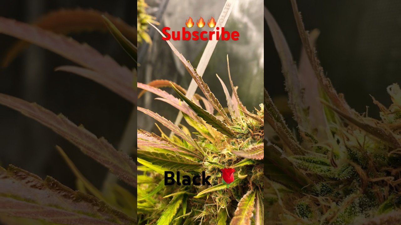 Black Roses 🌹 in my #breeder #exotic #grow #seeds #GrowDots
