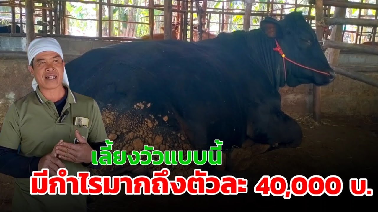 เลี้ยงวัวแบบนี้มีกำไรมากถึงตัวละ 40,000 บาท #วัวขุน  #วัวขุนพรีเมี่ยม
