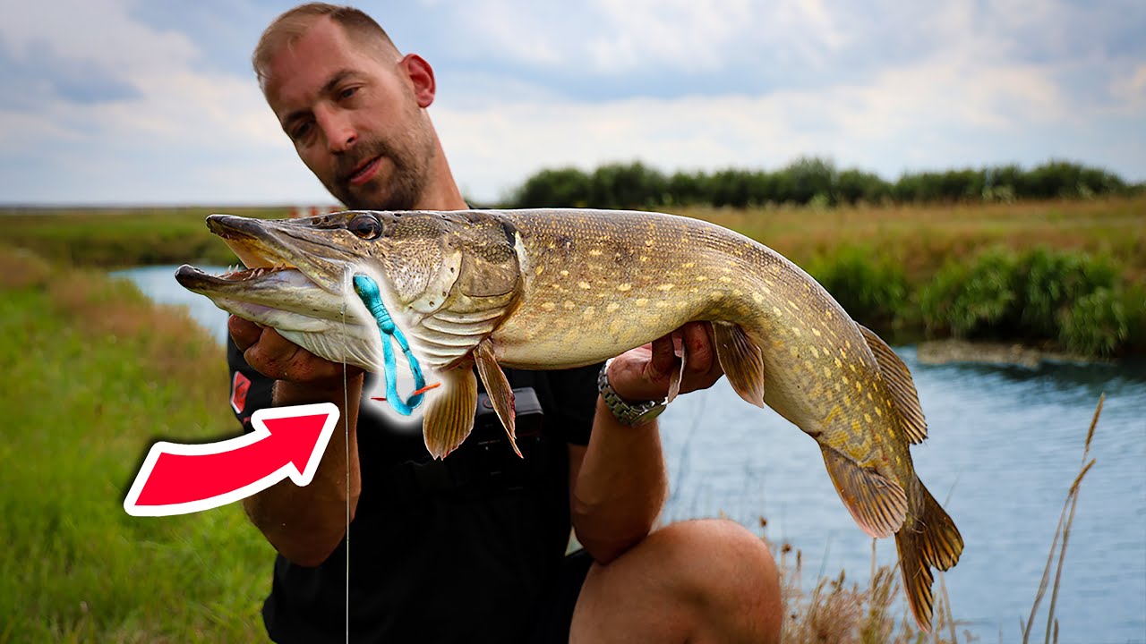 Dieser KÖDER gehört VERBOTEN! Der Turbo X-Tail rettet uns den Angeltag beim Hechtangeln🎣