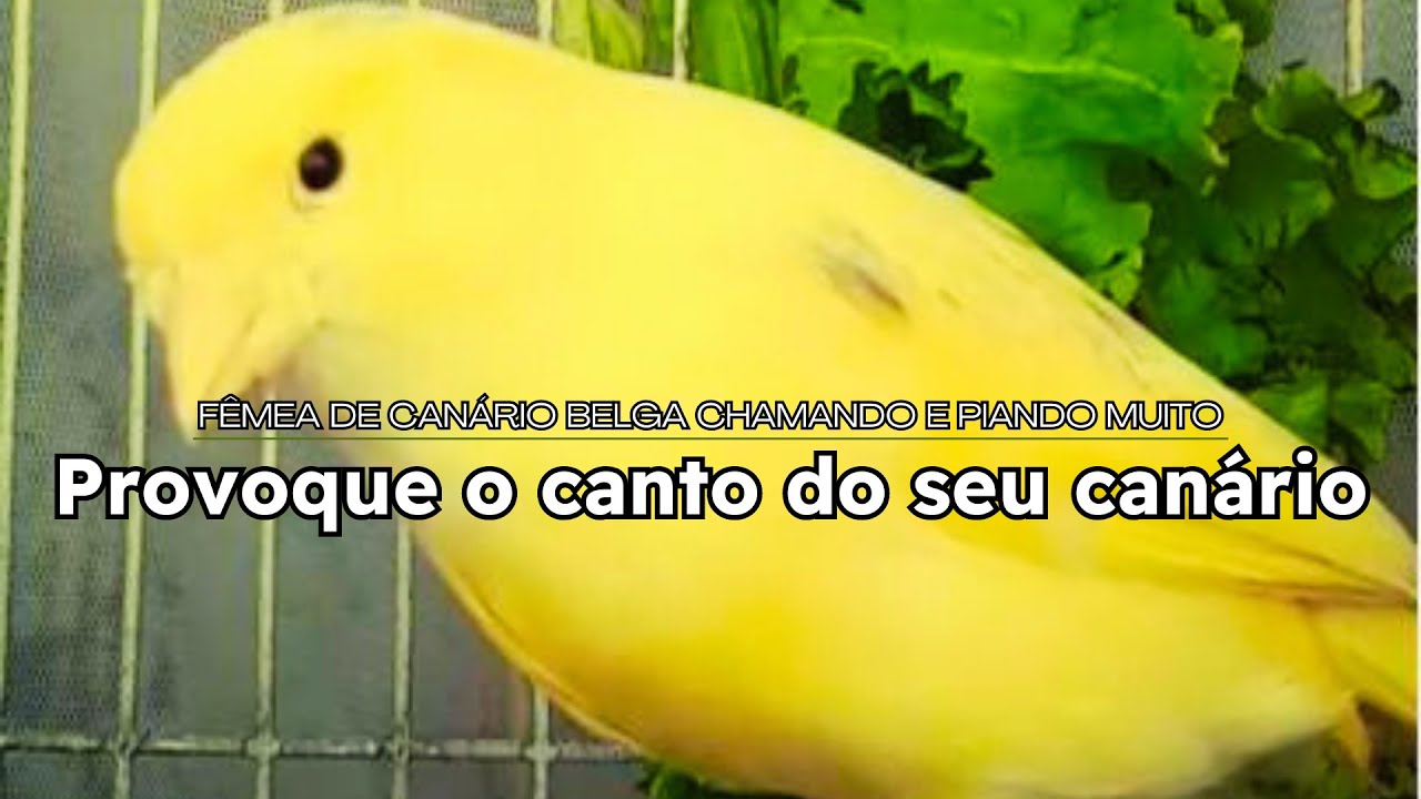 Fêmea de Canário Belga Chamando e Piando para Esquentar e Provocar o Canto!!!