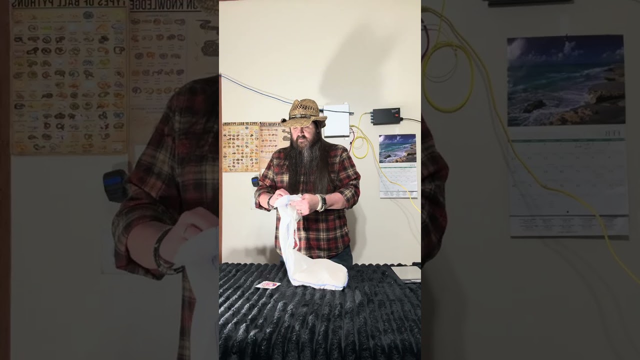 Unboxing Betty the Ball Python! #ballpython #exoticpets #pythonforbeginners #snake #snakelovers 
