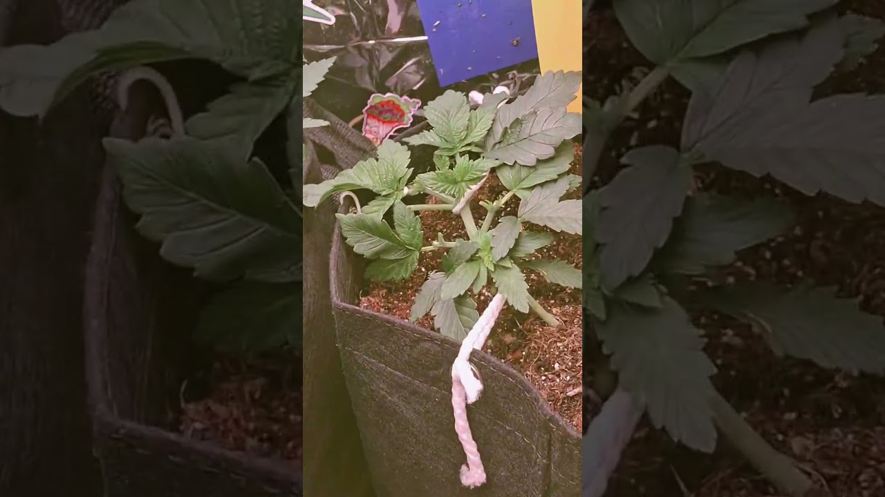 🍁 French Macaron 🍁 T.H.Seeds #vega #grow #indoorplants #shorts #cultivoindoor #cannabisgrowers #grow