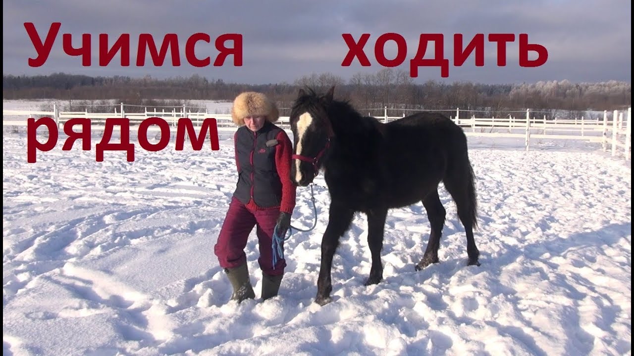 Толковый Парень. Учимся ходить рядом. Оповоживание.