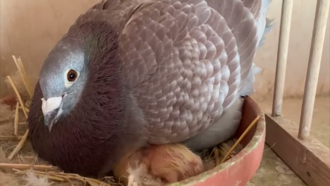 La reproduction des Pigeons Voyageurs #pigeon #pigeonsvoyageurs #reproduction @Maharoof2315