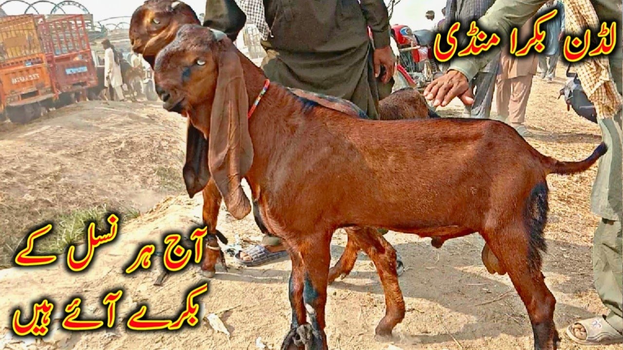 Luddan bakra mandi 2026/Makhi cheene nagre or beetle bakre fresh rate