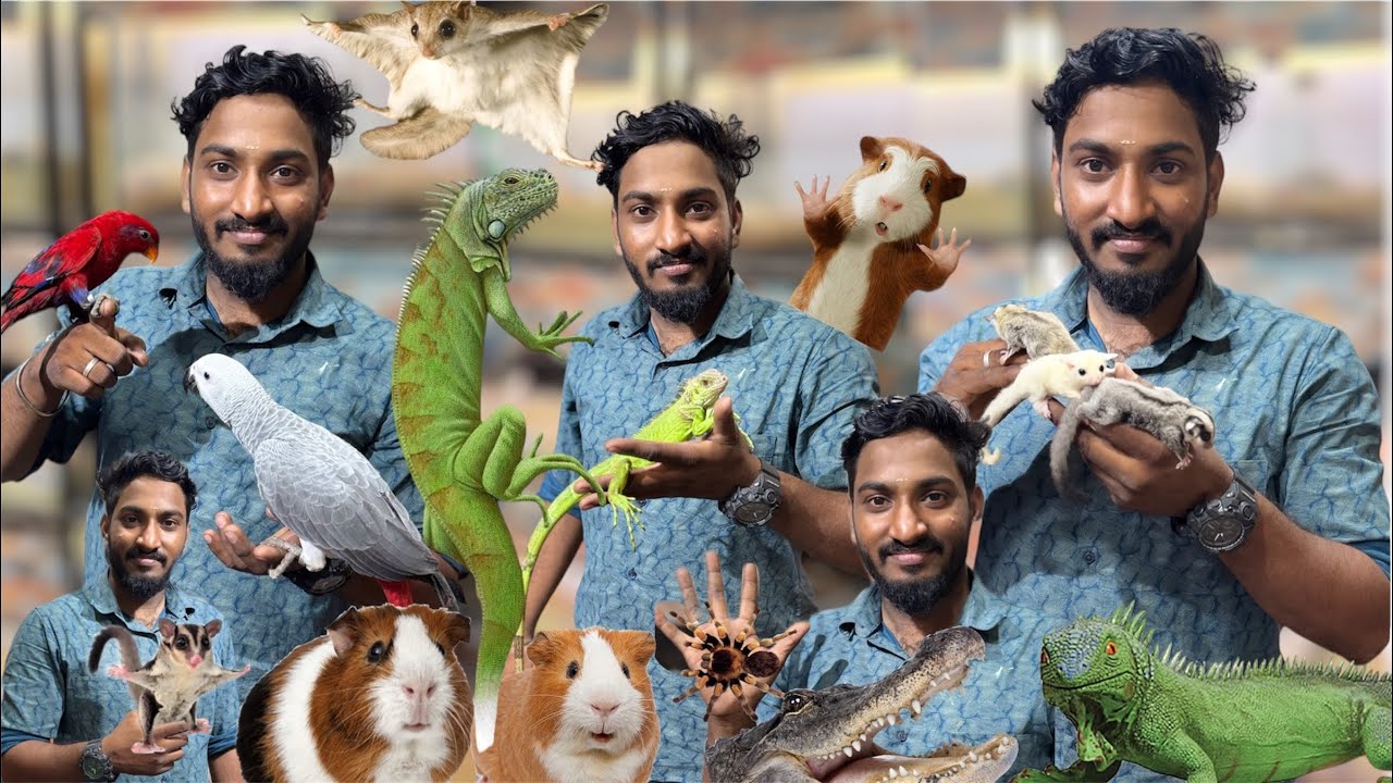 BK Pets Paradise | Exotic Pets | Hamster | Sugar Glider, Birds, Fish, all Variety Pets 
