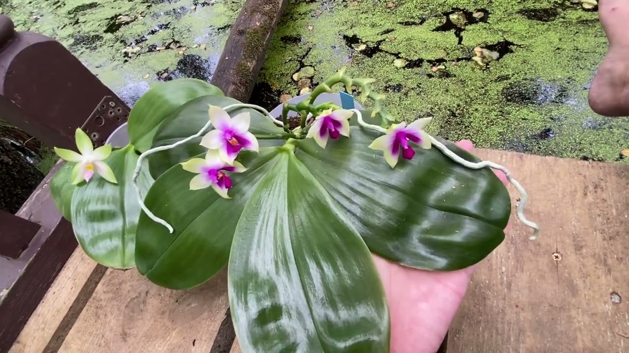 Phal.Violacea ‘Borneo’/ Phal.Bellina pink 