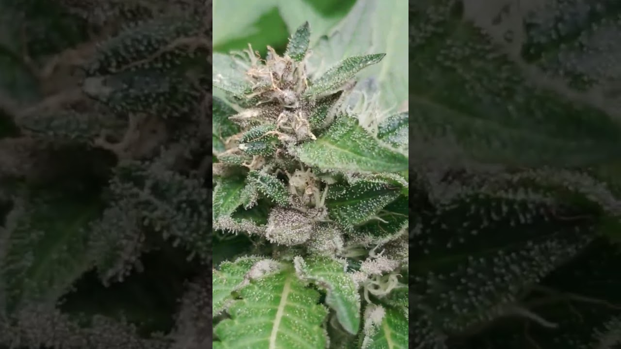 update #cannabiseducation #trending #medicine @MendoDope @MendoDope