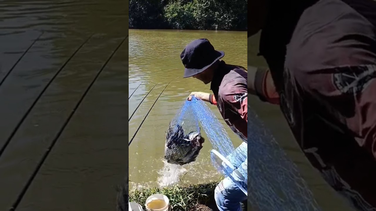 MUITAS TIL&Aacute;PIAS NESSE DIA #youtubeshorts #pesca #fishing #pescaria #pescariadetilapia #yt #tilapia