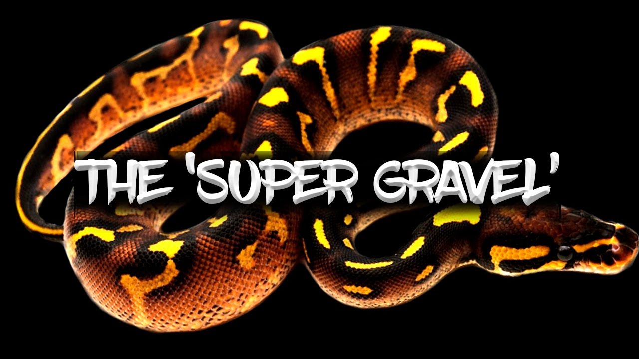 The 'Super Gravel' Ball Python (The BEST Investment!)