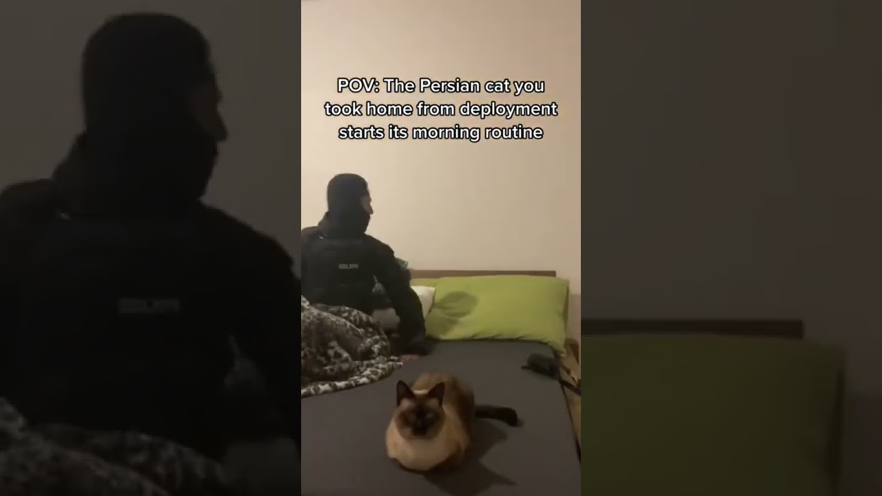 Pov: The Persian Cat You Took Home Does It's Morning Routine 