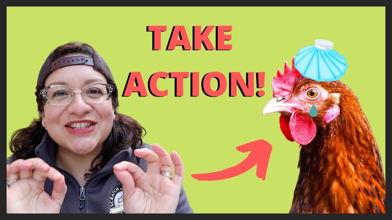How to Care for a Sick Chicken with the R.E.S.T Method
