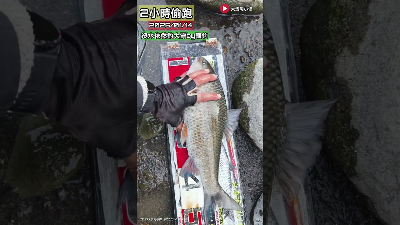 你毒我，我毒你，釣魚放毒，雙雙中毒，頭跑釣大霞，還釣一堆真好笑，運氣型釣手 