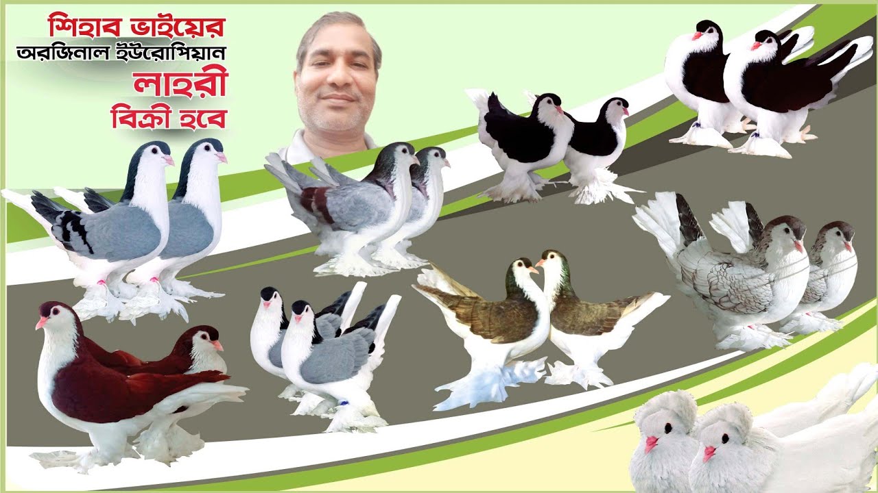 শিহাব ভাইয়ের অরজিনাল ইউরোপিয়ান লাহরী সিরাজি কবুতর কিনুন একদম কম দামে | 17-01-2026