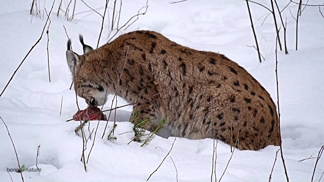 Winter im Nationalpark Bayer.Wald: Luchse streifen durch ihr Revier