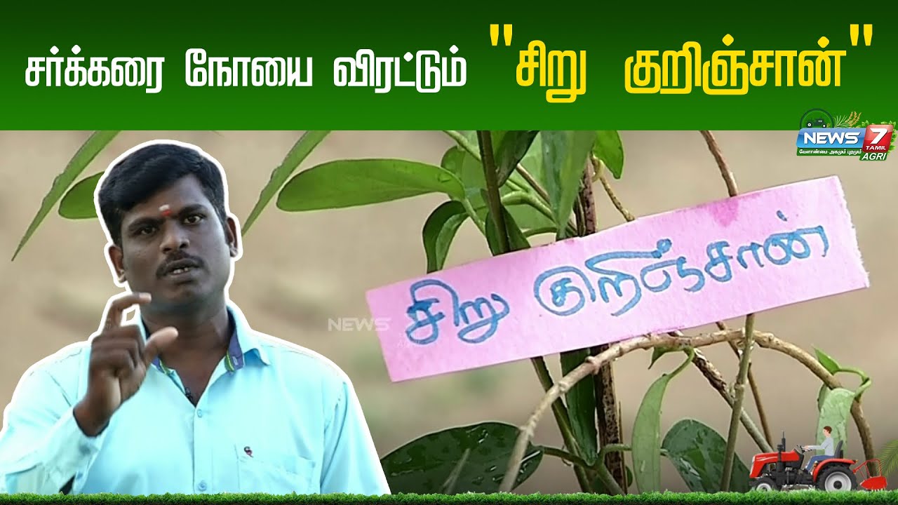 சர்க்கரை நோயாளிகளுக்கு வரப்பிரசாதமாகும் சிறுகுறிஞ்சான் மூலிகை | Herbal | Gymnema Sylvestre