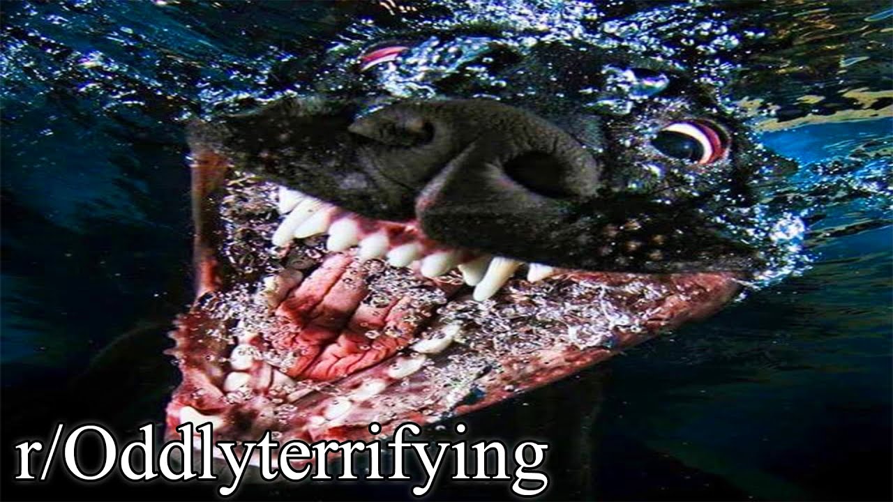 r/Oddlyterrifying | if dog was real 😱