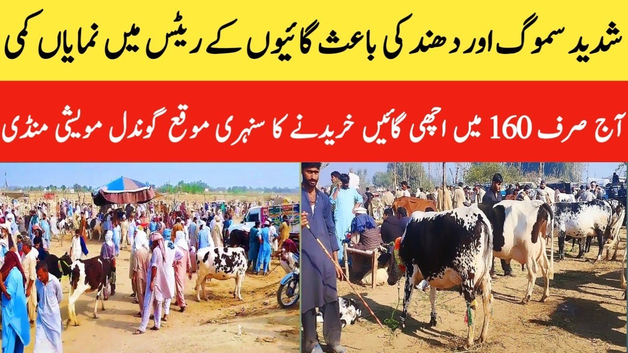 11-11-2024 Today Gondal Mandi latest update! MilkingCows Fresh Rate on Gondal Mandi!#cow#dairy#farm