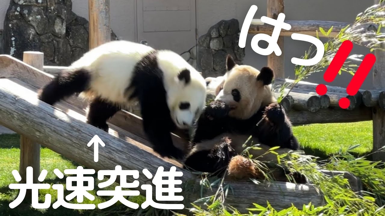 【子パンダ暴走】暴れる娘に抑えるママw甘え方がぶつかり稽古😂パンダの親子 良浜＆楓浜🐼