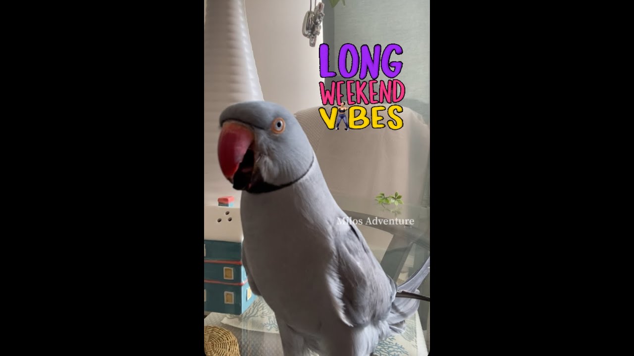 Ringneck parrot chilling on a long weekend