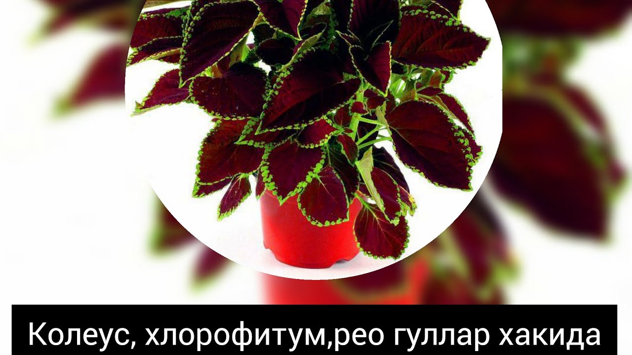Колеус, хлорофитум,рео гуллар хакида