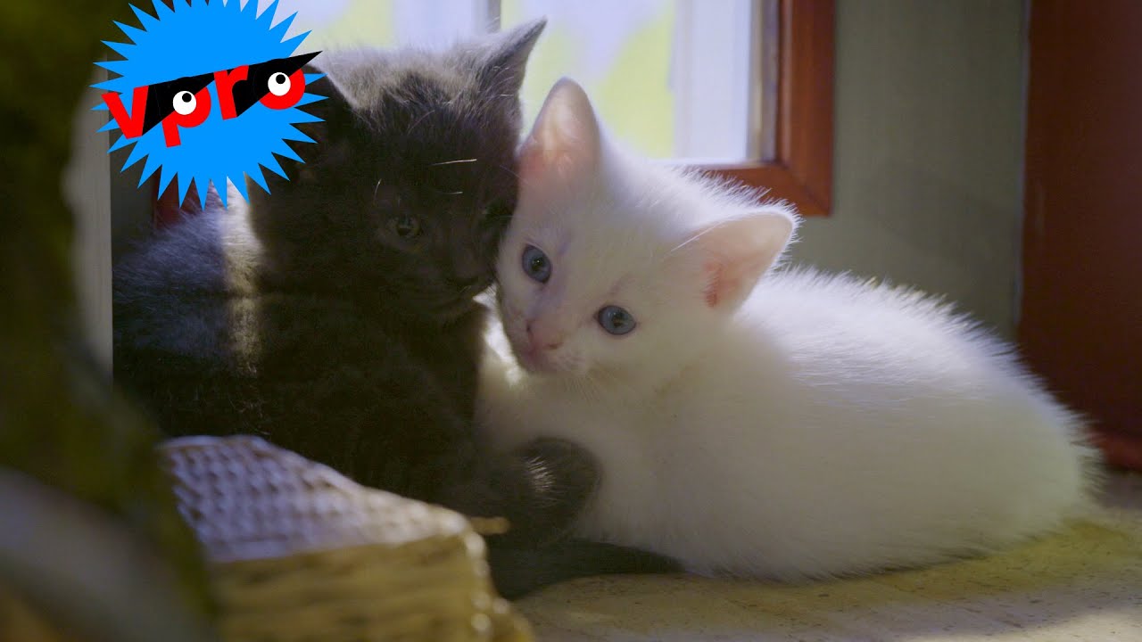 VPRO Poesjes vieren dierendag