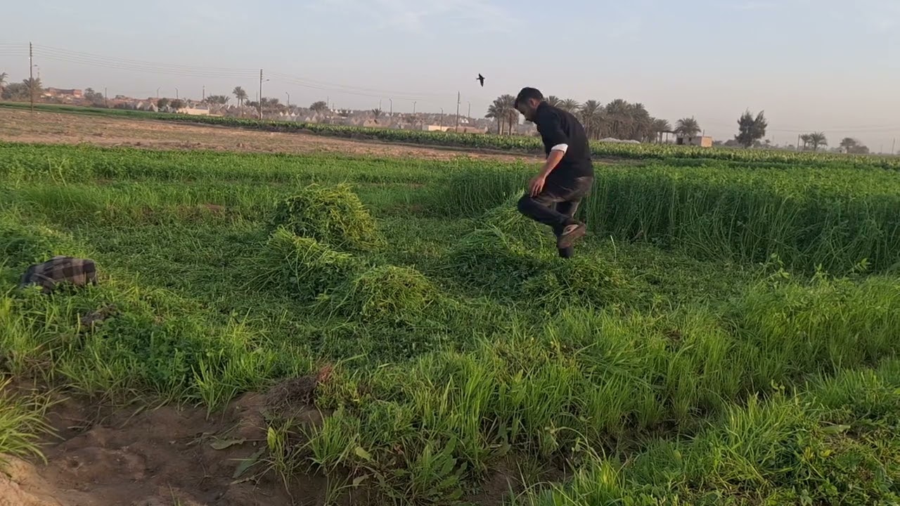 سلمها لله #الريف_المصري | الشيخ كشك | لا إله إلا أنت سبحانك إني كنت من الظالمين 