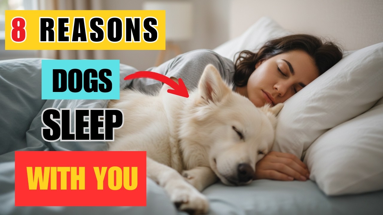8 REAL Reason Your Dog Sleeps With You (NOT What Most Owners Think)