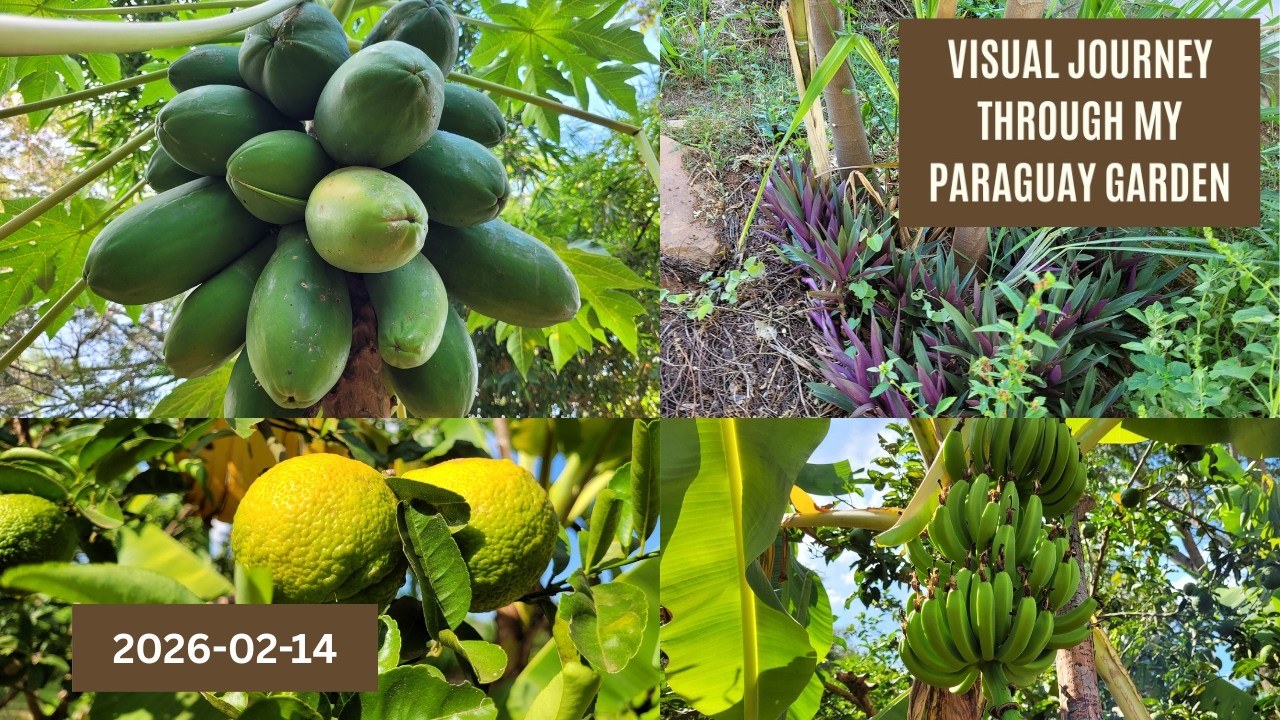 🌿 February in Paraguay: The Garden's Quiet Shift 🌿