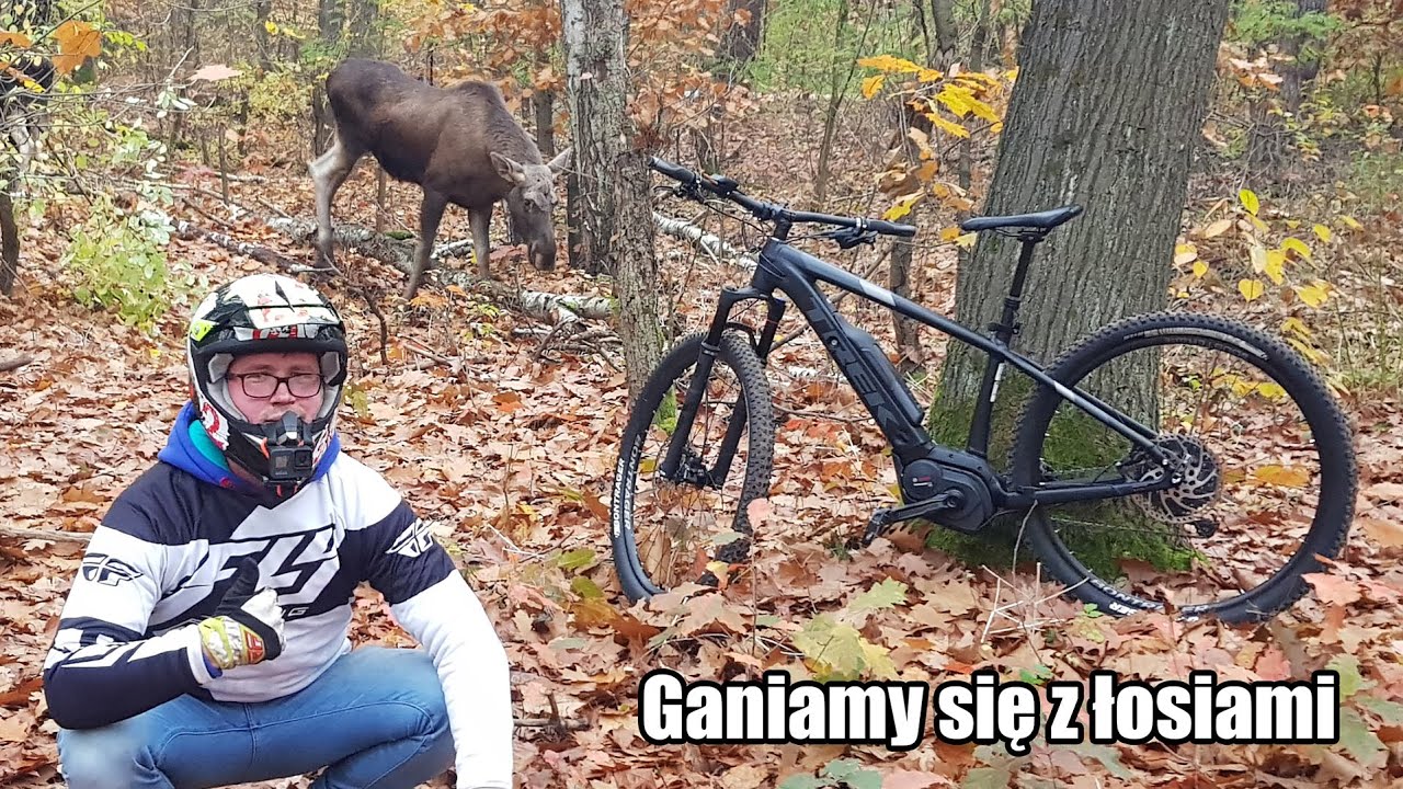 Łosie W Kampinosie! Spotkaliśmy je na EBike ZOBACZ Focus Jam 2 6.8 2020 i Trek Powerfly 7 2018 !