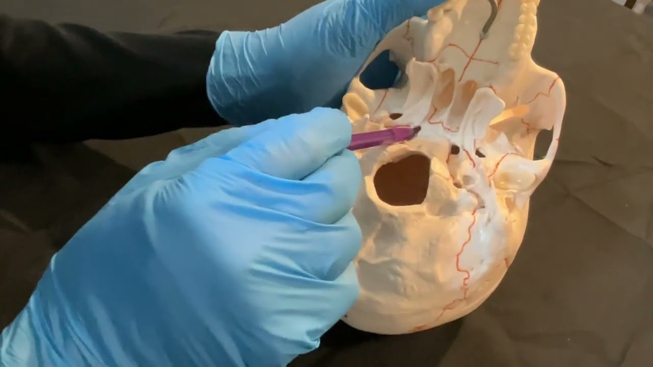 Human Skull Foramina
