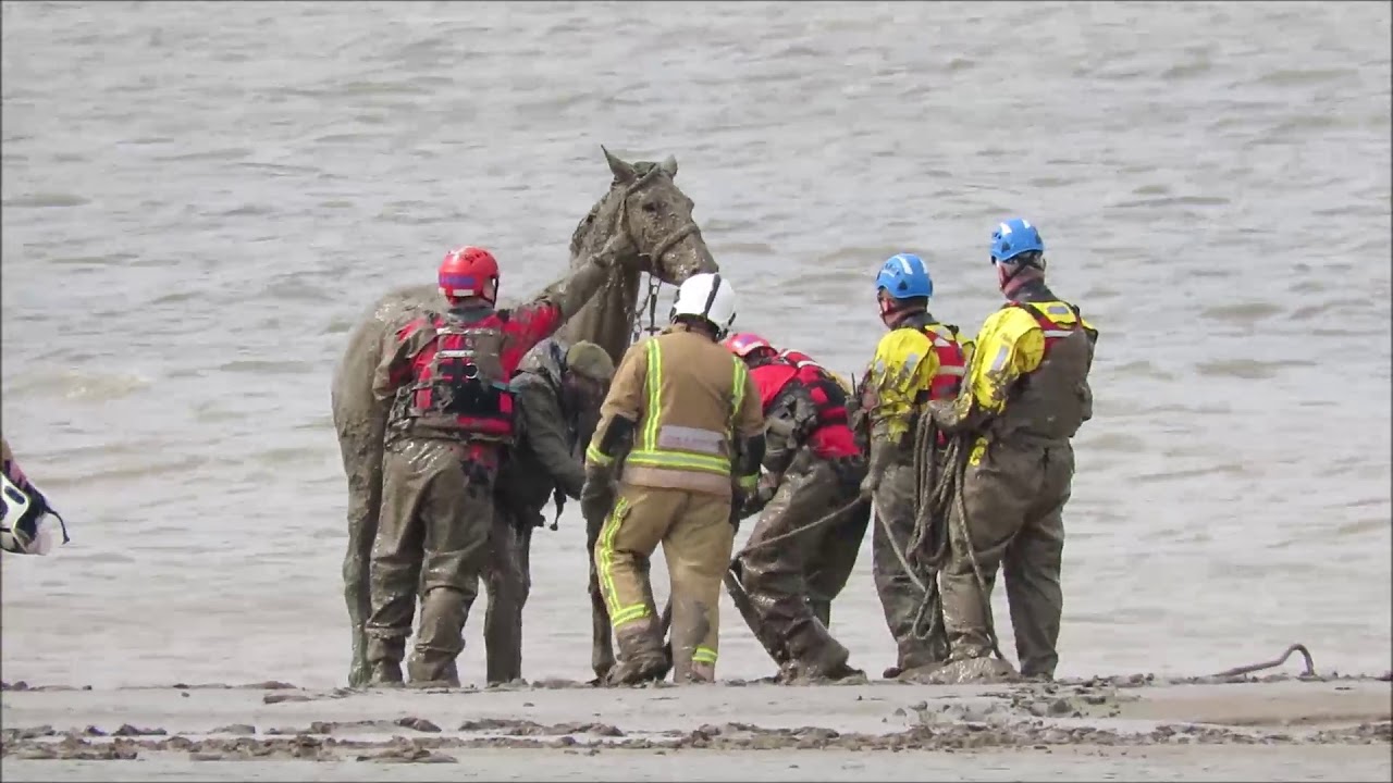 Dramatic horse rescue on Burnham beach (Burnham-On-Sea.com)