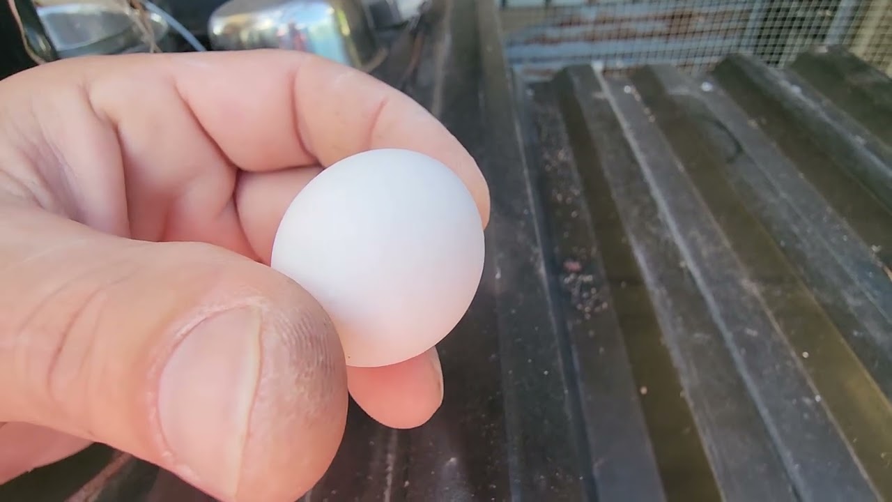 2025 LastVid #pov #parrot #birds #pets #4k #aviculture #fyp #follow #breeder #family #learning #bye