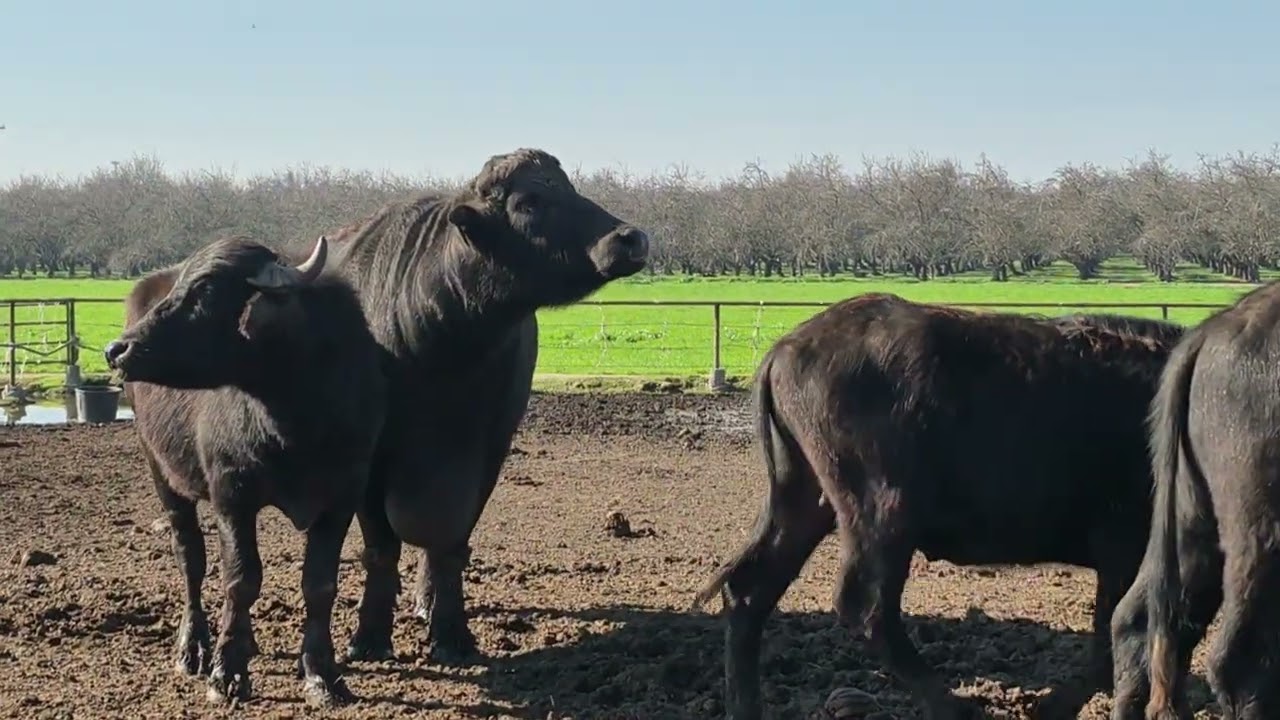 Kao's Cattles LLC 