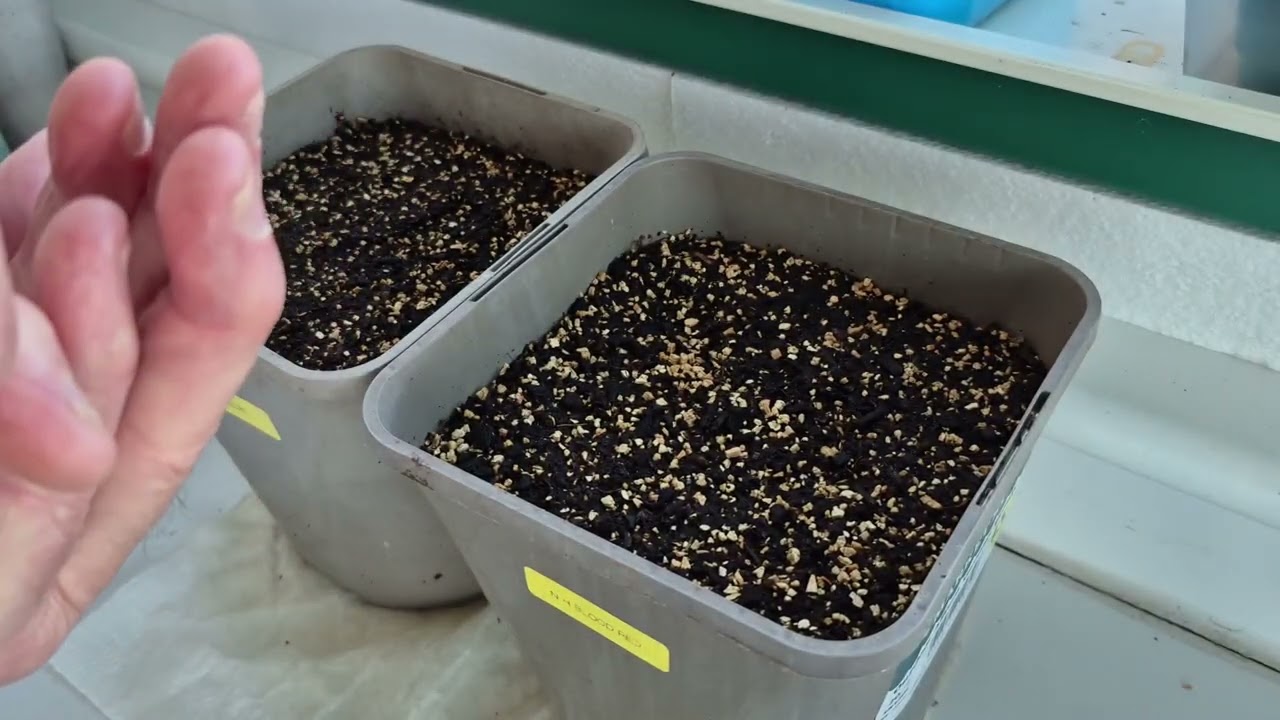 Onion Sowing 26 December 2025