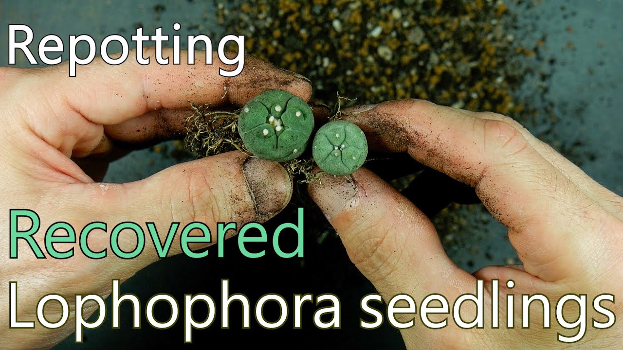 Repotting recovered Lophophora seedlings