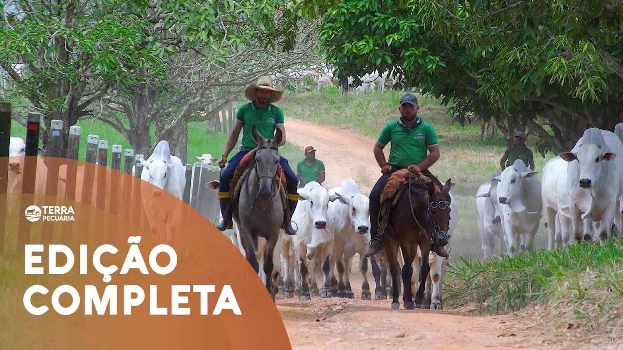 TERRA PECUÁRIA - Edição 02/04/2023