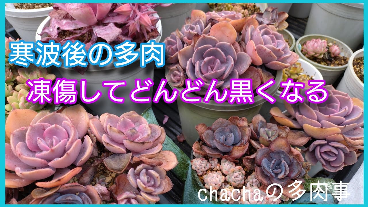 【多肉植物】寒波後凍傷になった多肉❄日にちが経って気づく凍傷😨