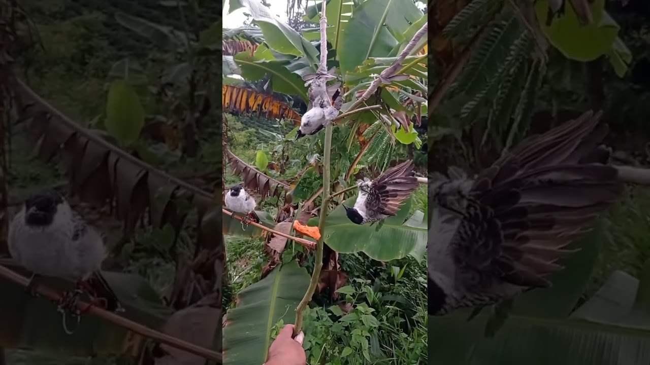 Amazing Bird Trap ‼️🐦 Part 4 