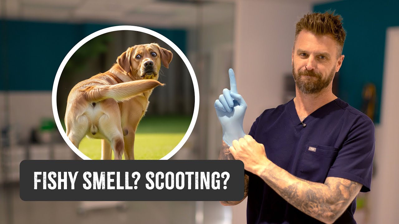 Anal Gland Problems in Dogs: Causes, Signs & What To Do - by a Vet