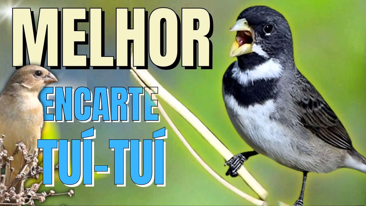 🟢 MELHOR CANTO TUI TUI PARA ENCARTE DE COLEIRO🟢🟢ÁUDIO COM FÊMEA  - TURBINE SEU COLEIRO 🟢