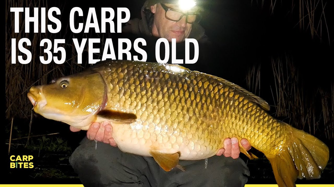 Join me on my latest Carp Fishing session at Watergate - Big 35 Year Old Carp in the Wind & Rain