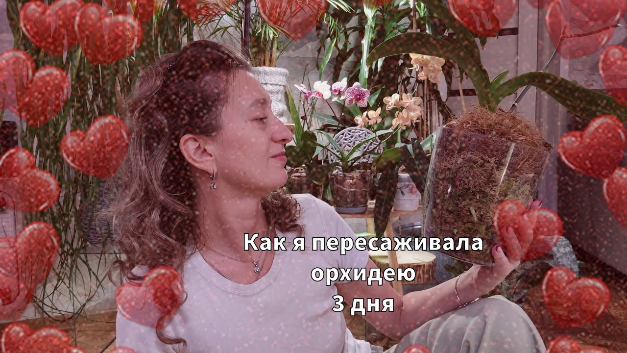 Пересадка орхидеи, день третий, часть 2, заключительная