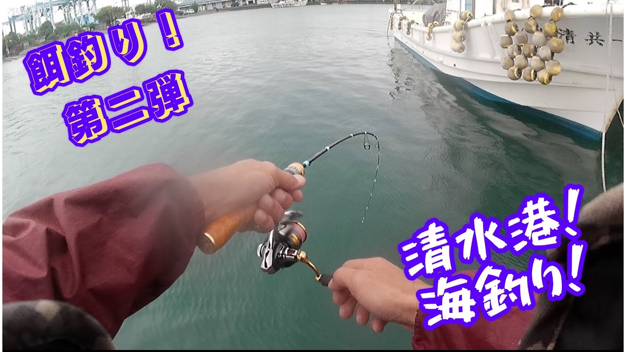 【清水港釣り】堤防ヘチに落とすと！アタリ連発‼️多魚種釣れる餌のパワー💪🎣