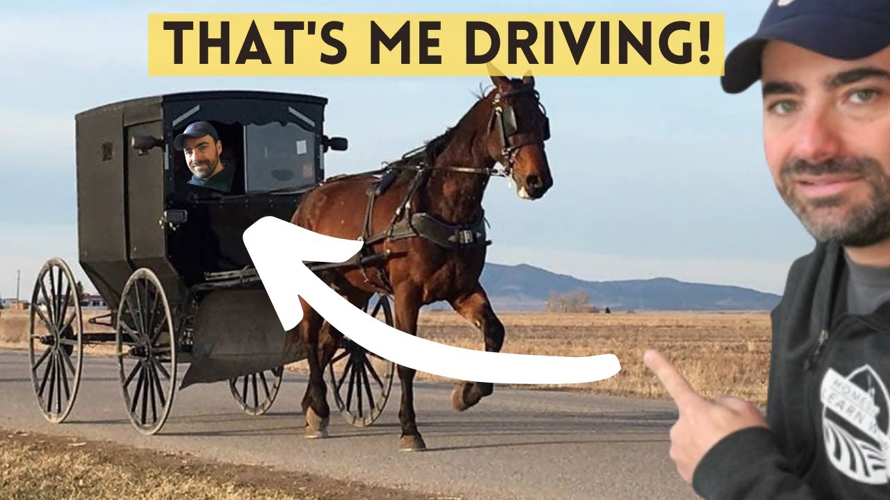 Learn About the Amish Horse and Buggy (and I learn to drive one!)