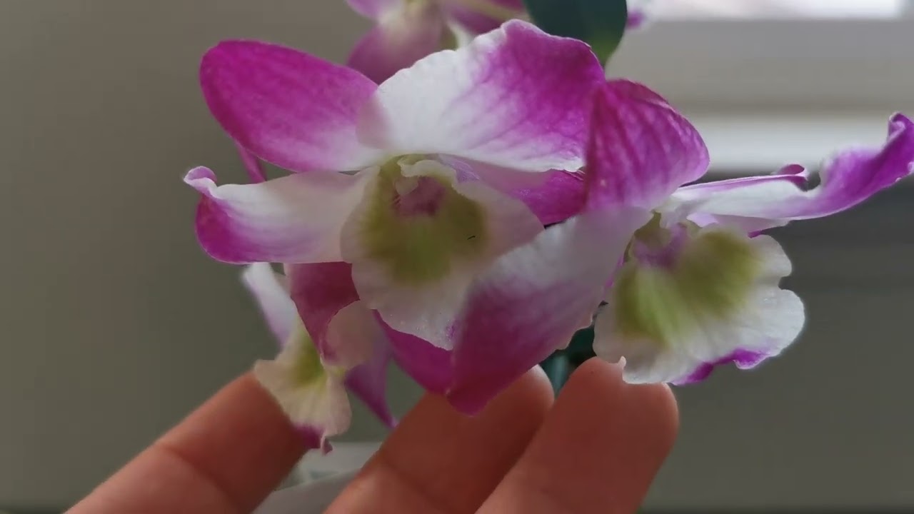 兰花334.便宜，有香味，好看的兰花@美国普通超市