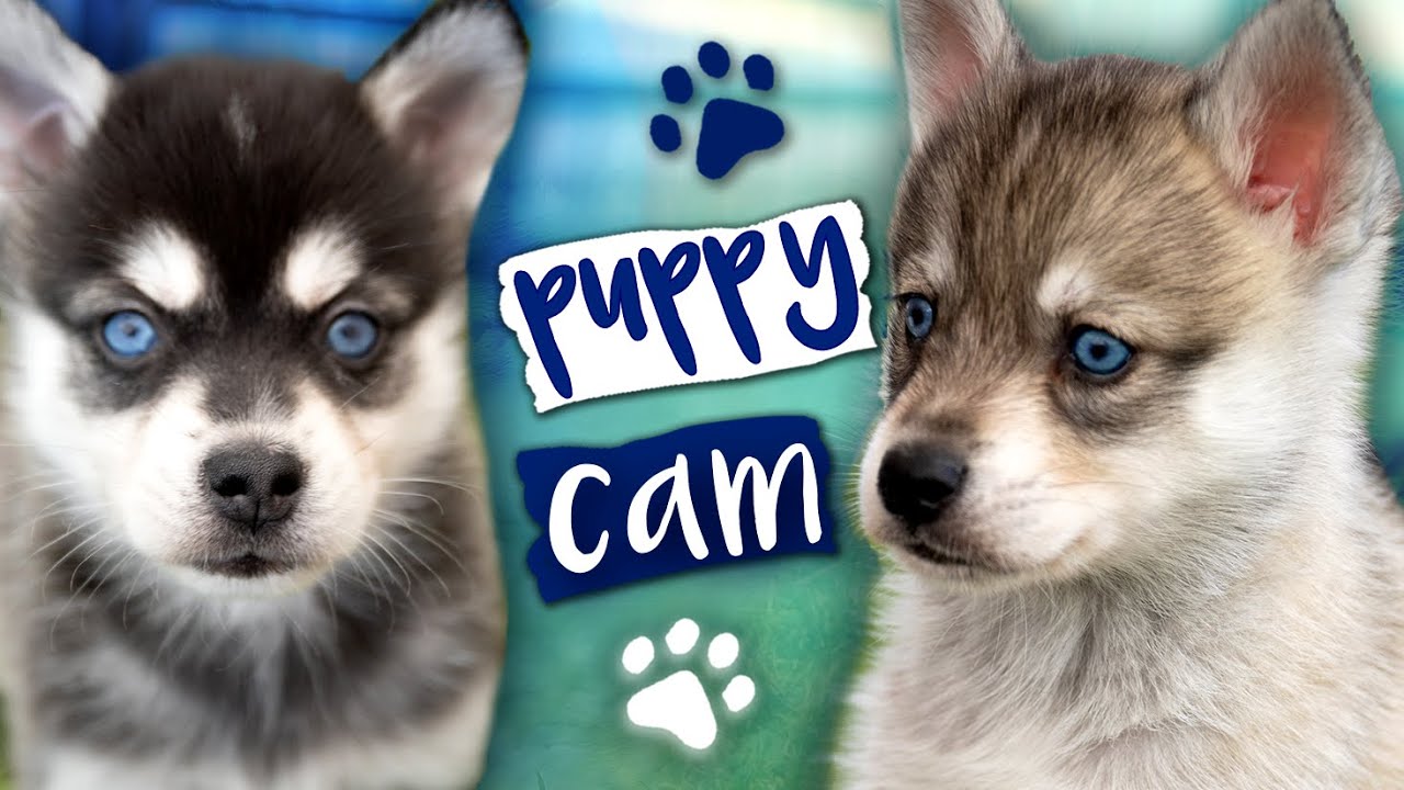 Alaskan Klee Kai Puppy Cam - Watch Our Puppies Playing!