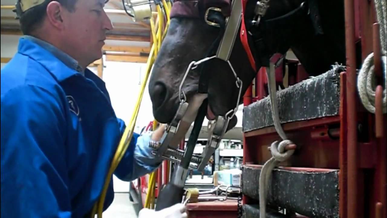 Dr. Mark Bianchi - Equine Tooth Floating