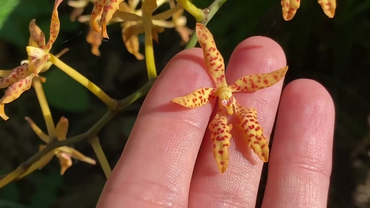 Renanthera monachica luzon